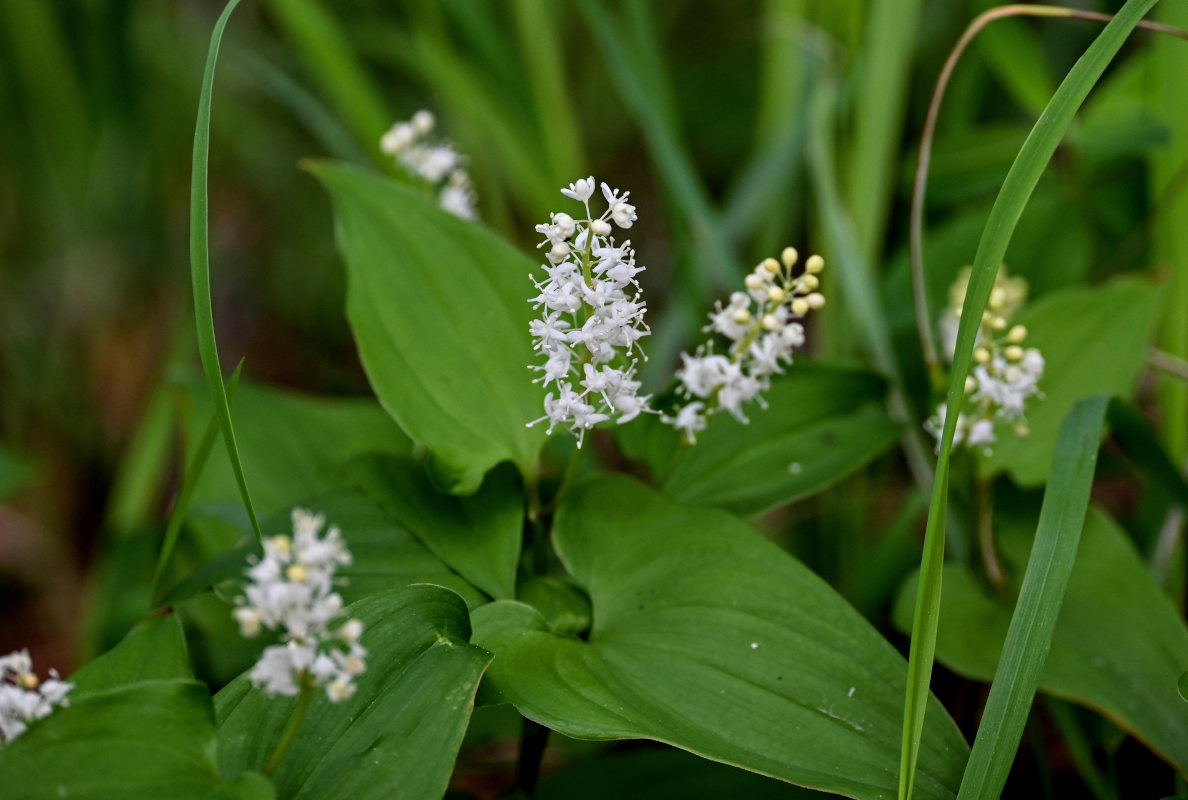 Изображение особи Maianthemum bifolium.