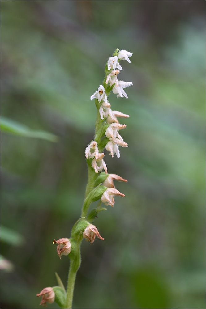 Изображение особи Goodyera repens.