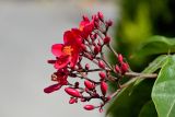 Jatropha integerrima. Общее соцветие с цветками и бутонами. Египет, мухафаза Александрия, г. Александрия, в культуре. 02.05.2023.