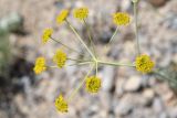 View gallery of subtaxa Image of specimen