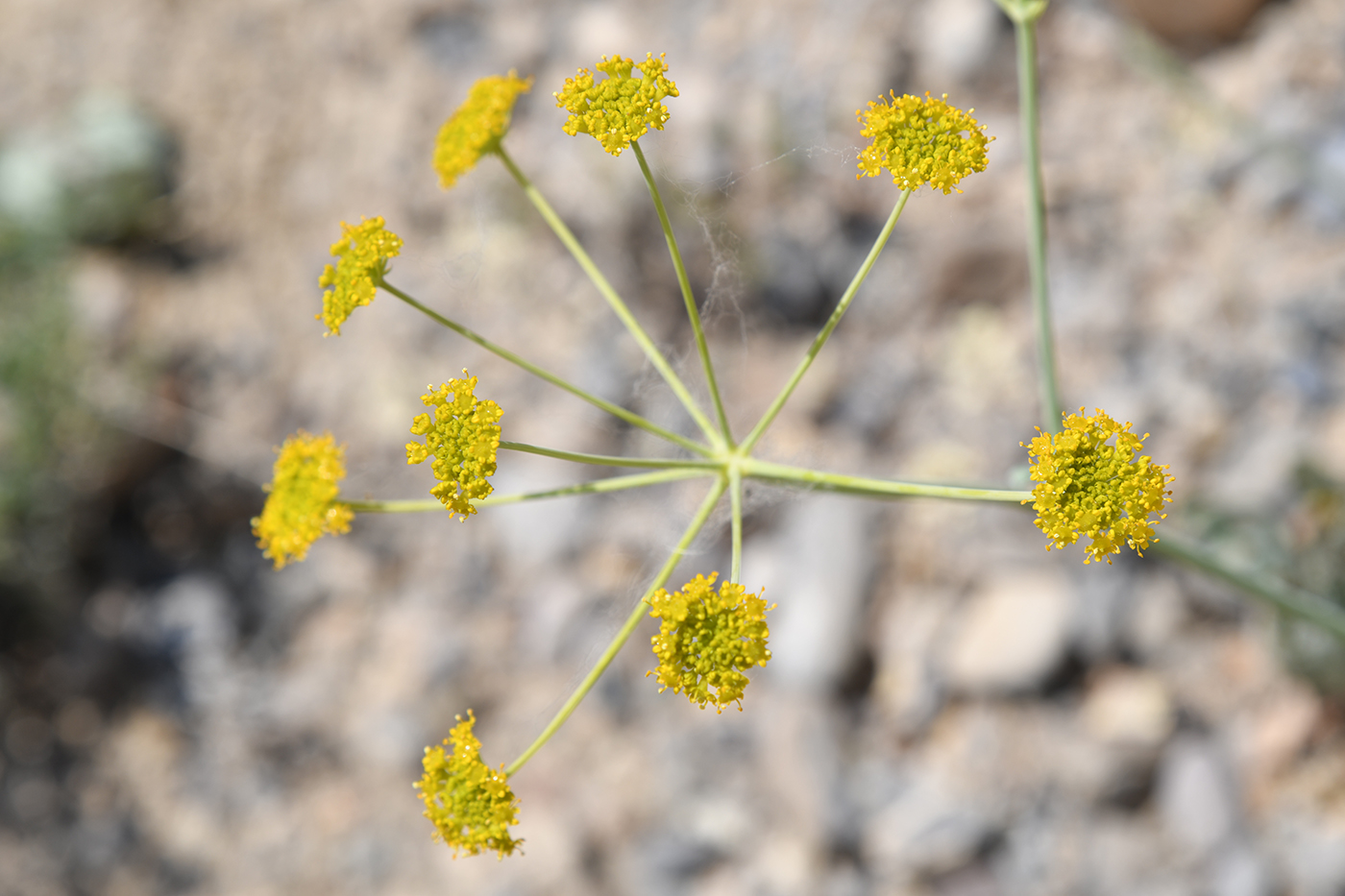 Image of Fergania polyantha specimen.
