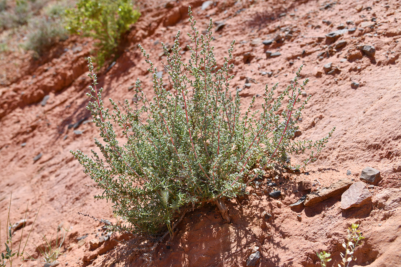 Изображение особи род Salsola.