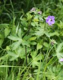 Geranium erianthum. Верхушки побегов с цветком и бутонами. Приморский край, Чугуевский р-н, гора Снежная, выс. 1480 м н.у.м., разнотравный луг. 25.06.2023.