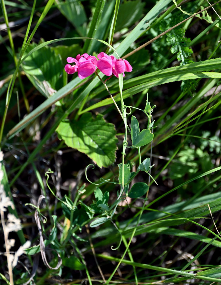 Изображение особи Lathyrus tuberosus.