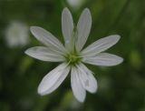 Stellaria graminea. Цветок. Ярославская обл., Мышкинский р-н., д. Синицыно, луг по берегу Рыбинского водохранилища. 10.07.2009.