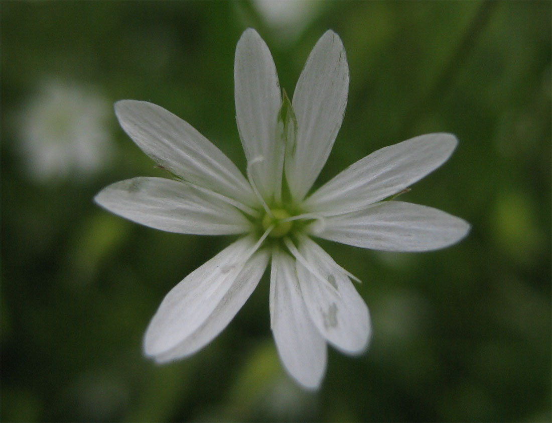 Изображение особи Stellaria graminea.