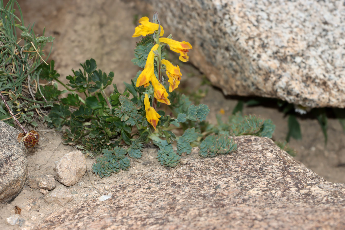 Image of Corydalis gortschakovii specimen.