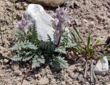 Pedicularis violascens