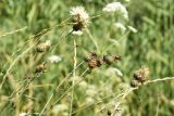 Centaurea rigidifolia. Верхушка цветущего растения. ДНР, г. Донецк, балка Бирючья, левый склон, степь. 16.07.2023.