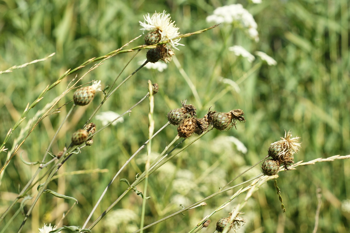 Image of Centaurea rigidifolia specimen.