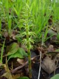 Equisetum sylvaticum. Молодой бесплодный стебель. Московская обл., Подольский р-н, с/о Лаговский, дер. Матвеевское, широколиственный лес. 26.04.2023.