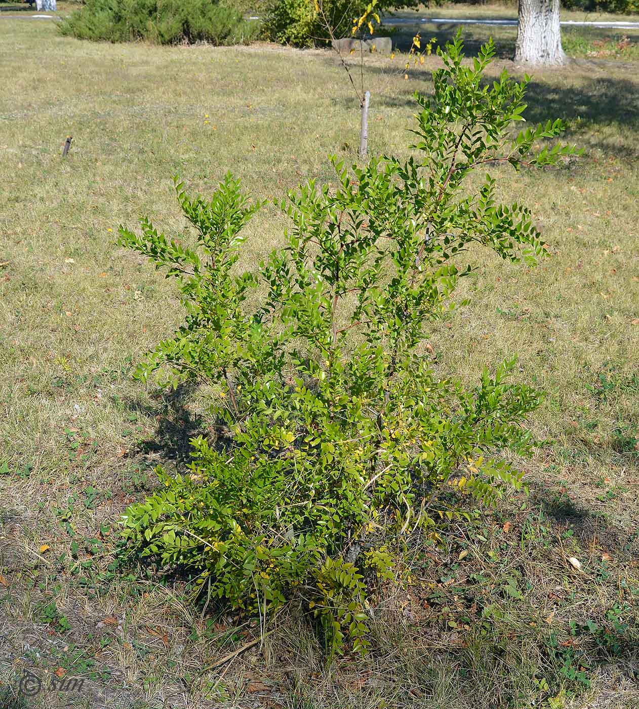 Image of Ziziphus jujuba specimen.