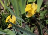 Narcissus pseudonarcissus. Верхушка побега с цветком. Томская обл., г. Томск, Академгородок, в культуре. 15.05.2023.
