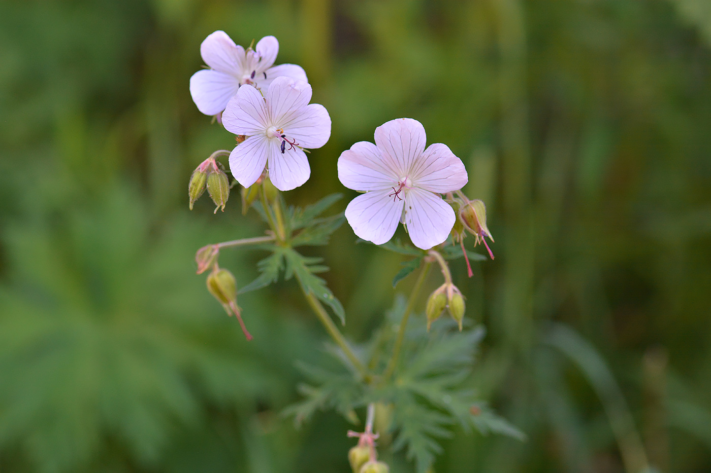 Изображение особи род Geranium.