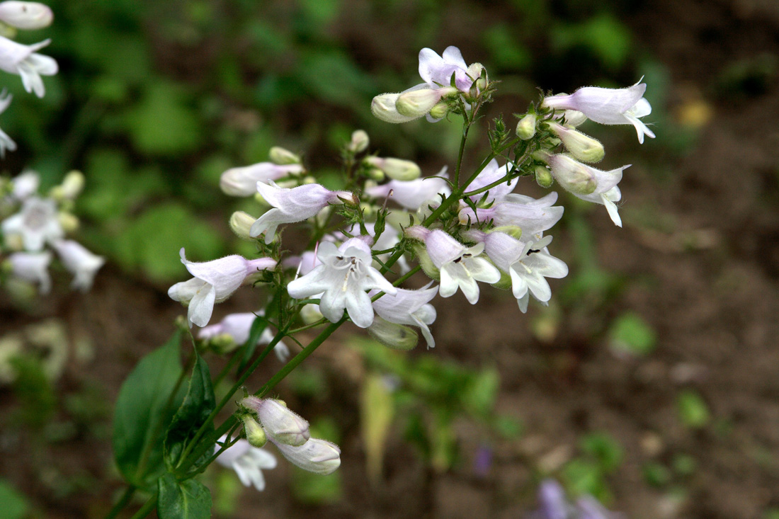 Изображение особи Penstemon digitalis.