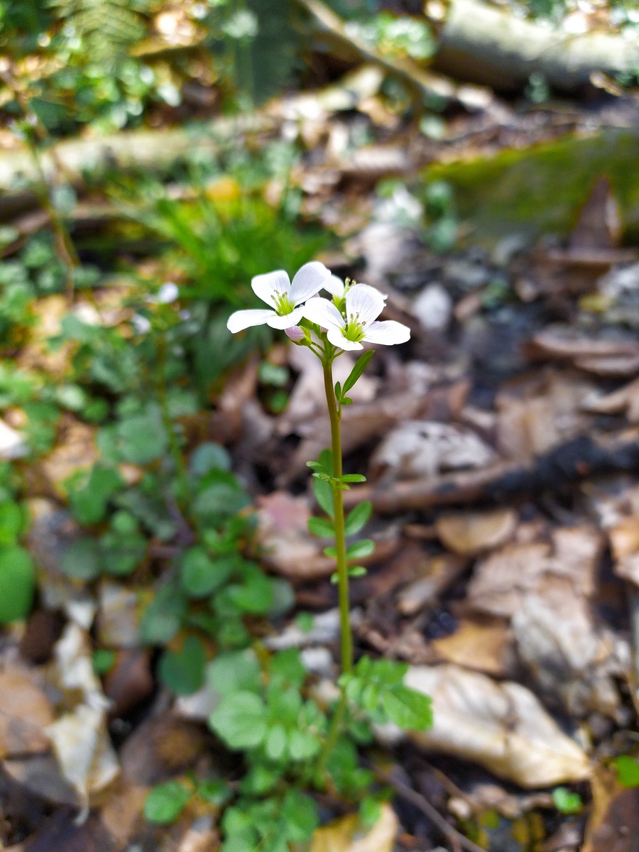 Image of Cardamine tenera specimen.