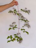Clematis vitalba