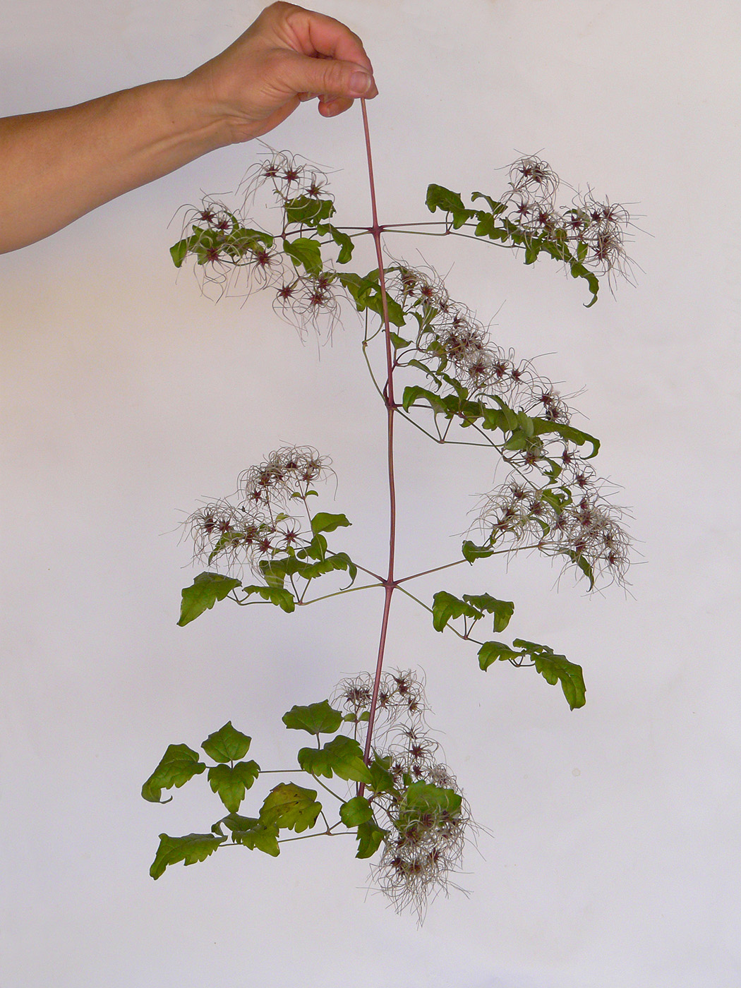 Изображение особи Clematis vitalba.