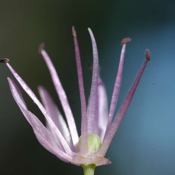 Image of Allium amblyophyllum specimen.