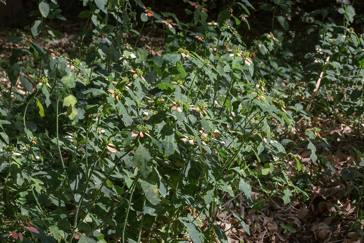 Image of Euphorbia heterophylla specimen.