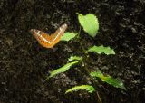 Image of taxon representative. Author is Лариса Крайник