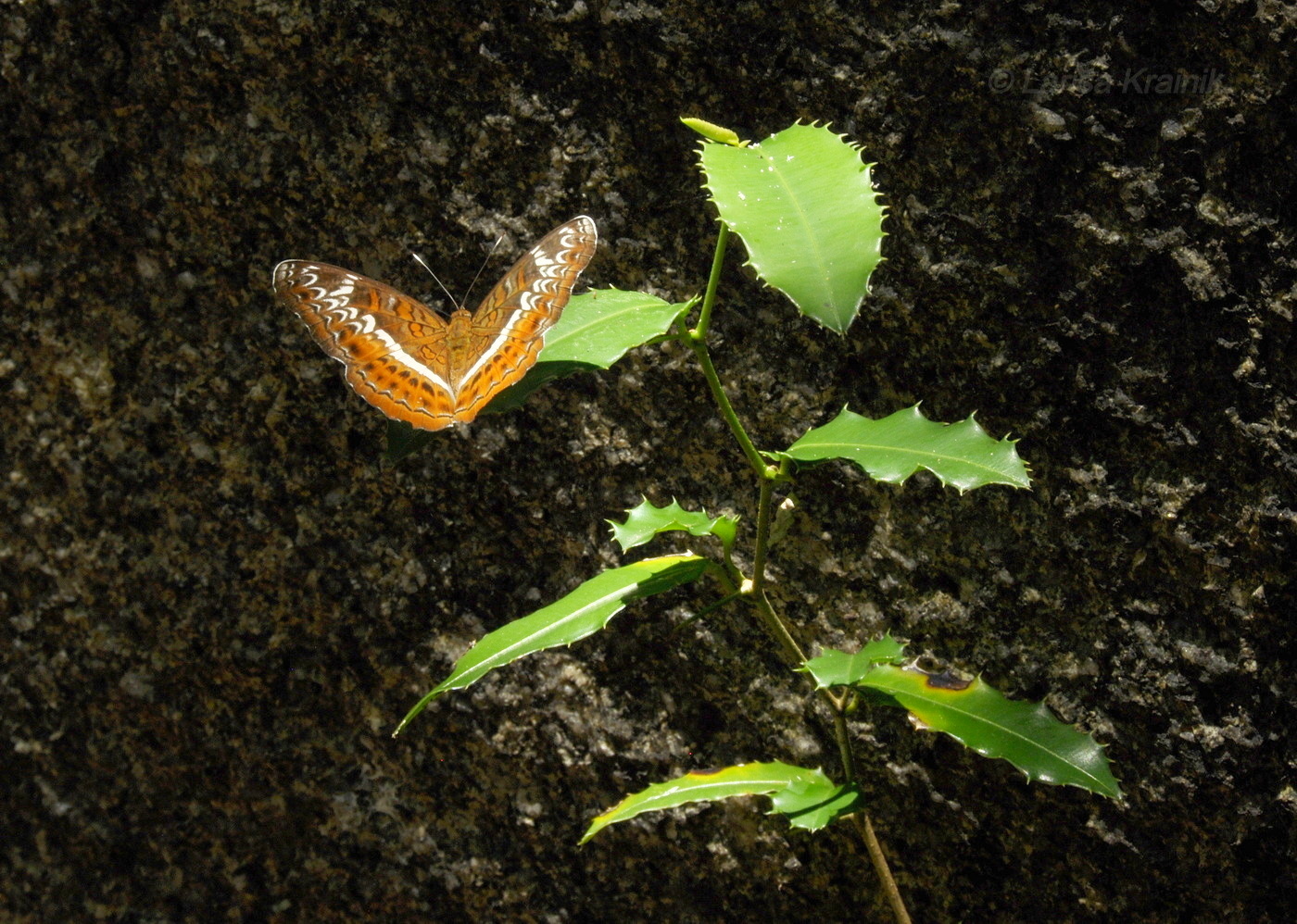 Image of Unknown species specimen.