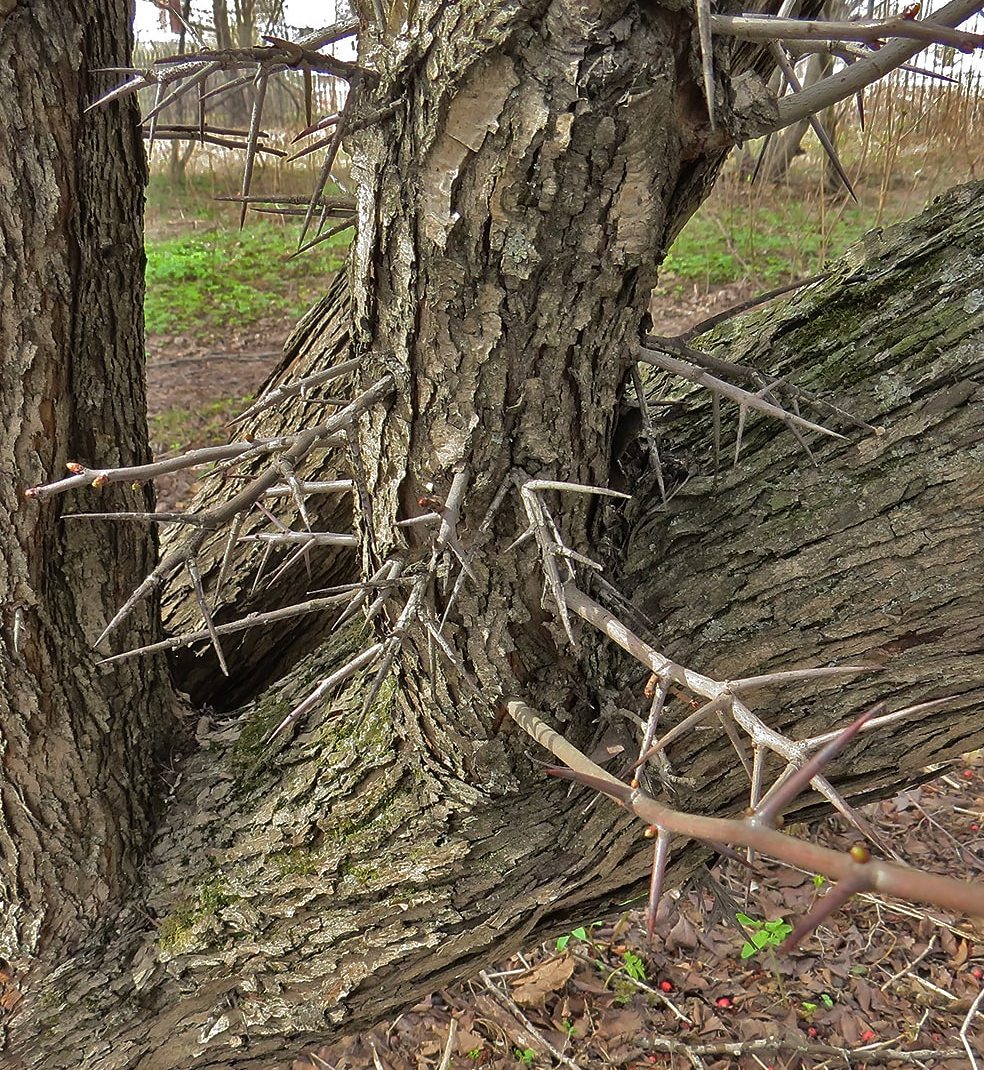 Image of Crataegus crus-galli specimen.