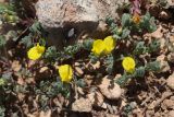 Hippocrepis biflora