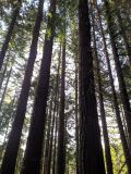 Sequoia sempervirens