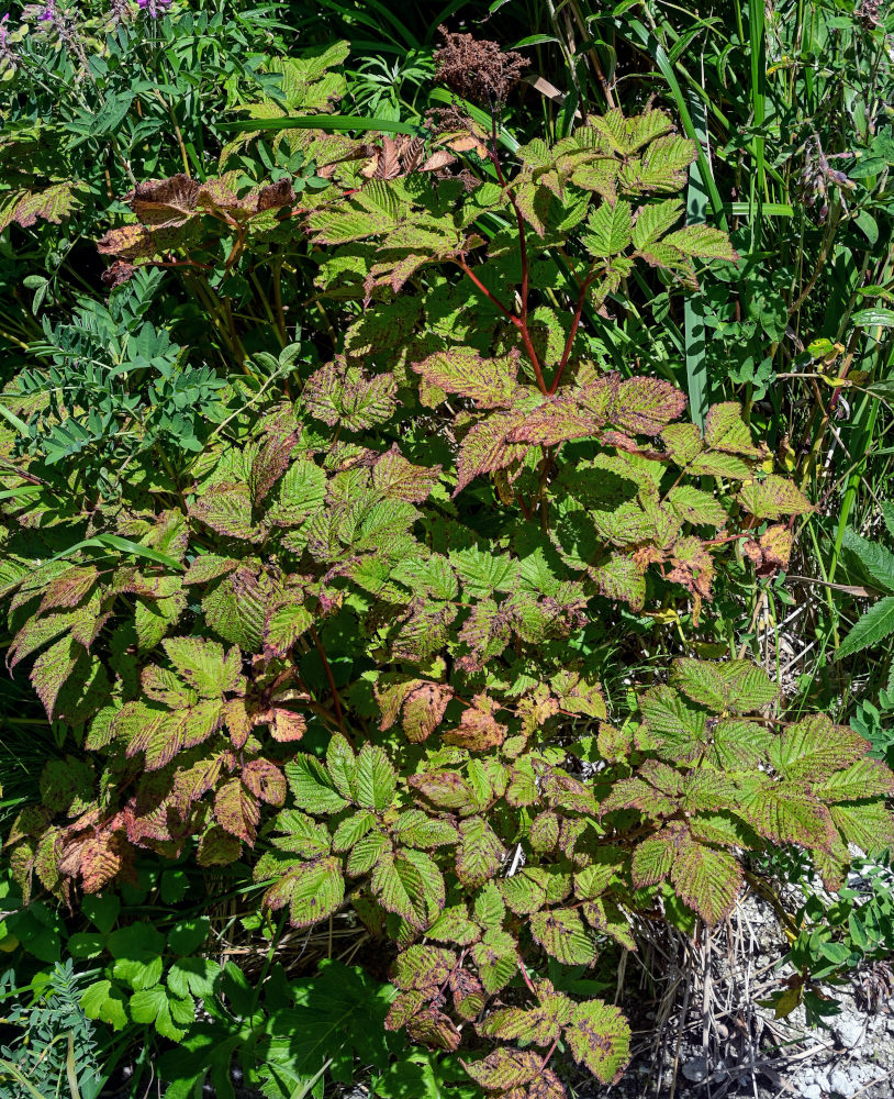 Изображение особи Aruncus dioicus.