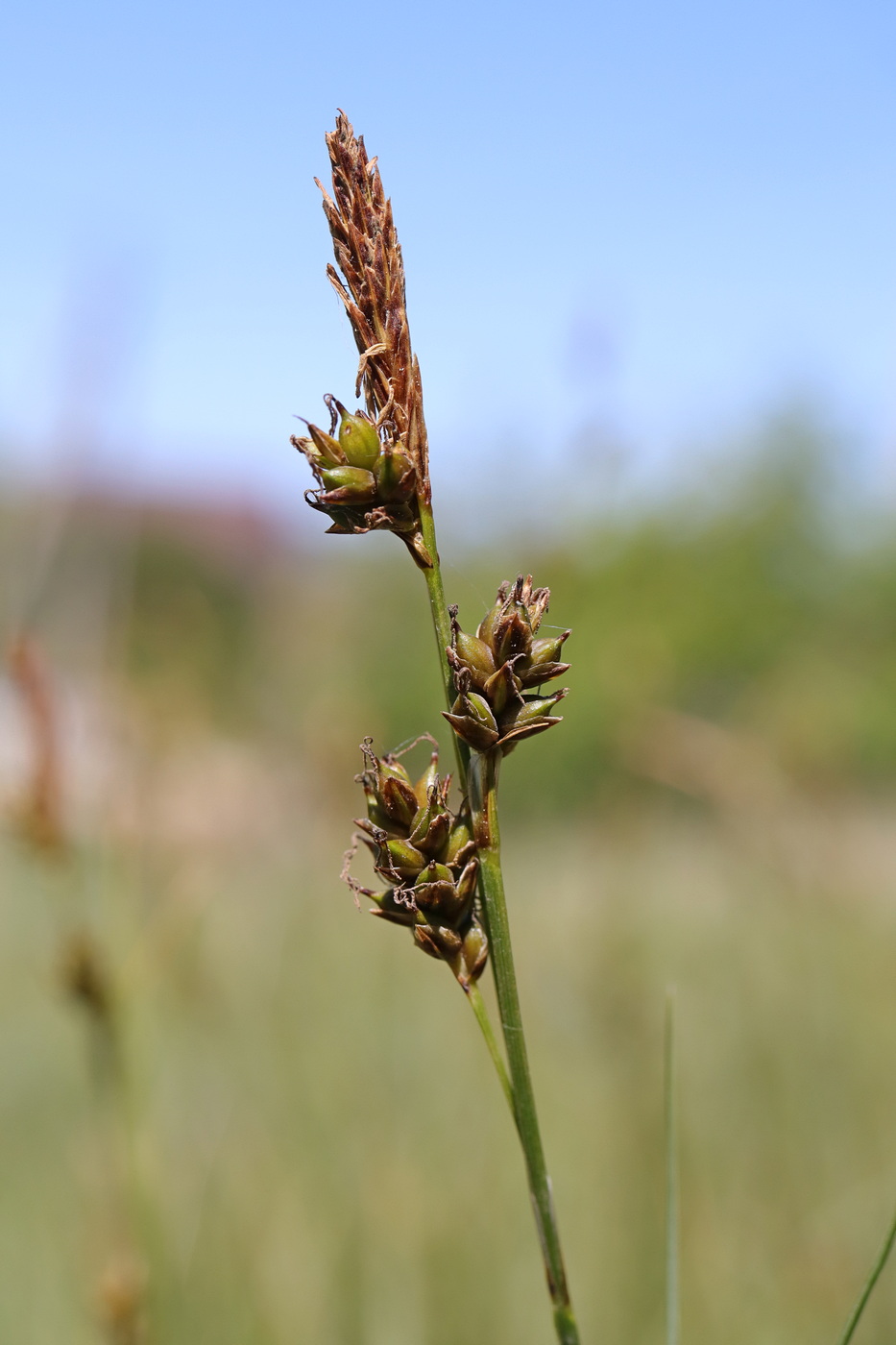 Изображение особи Carex liparocarpos.
