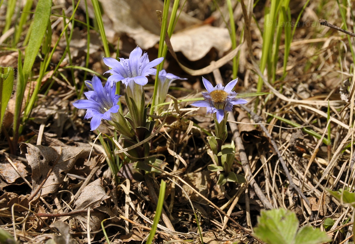 Image of Gentiana zollingeri specimen.