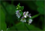 Veronica serpyllifolia