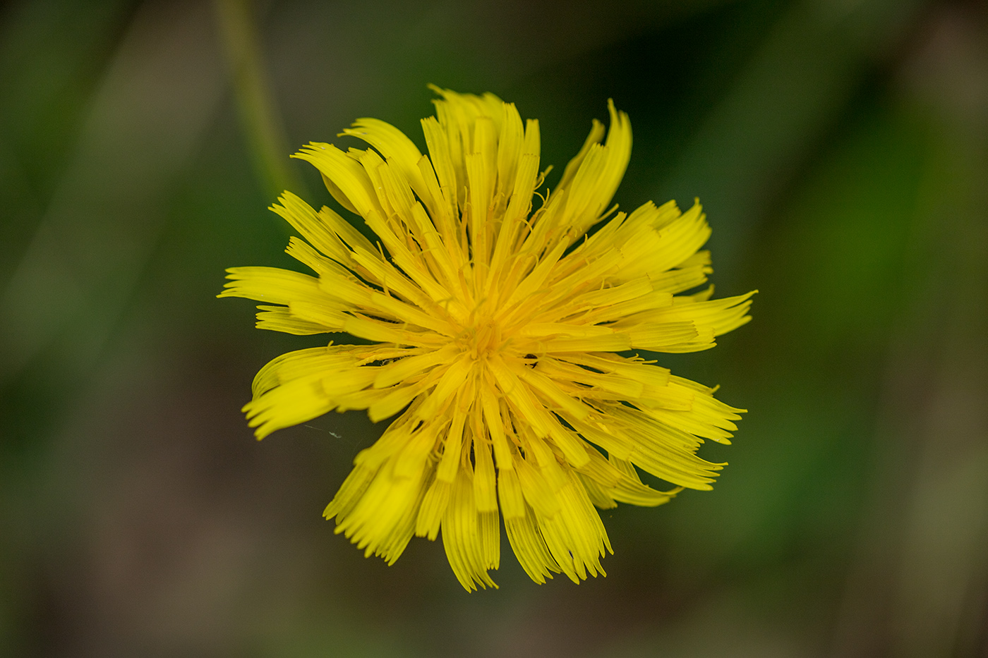 Image of Leontodon hispidus ssp. hastilis specimen.