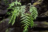 Woodwardia japonica