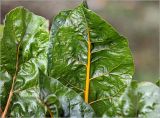 Beta vulgaris. Лист (желтостебельная форма). Московская обл., Раменский р-н, окр. дер. Хрипань, садовый участок. 31.08.2024.