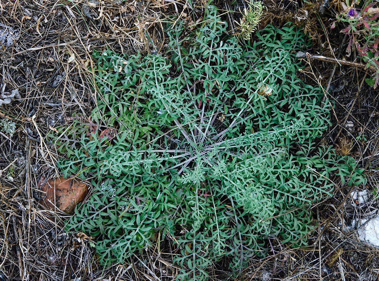 Image of genus Centaurea specimen.
