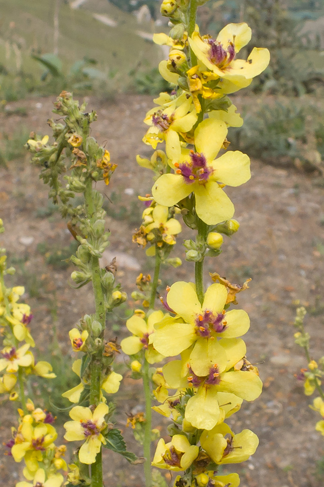 Image of Verbascum laxum specimen.