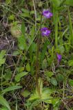 Pinguicula vulgaris