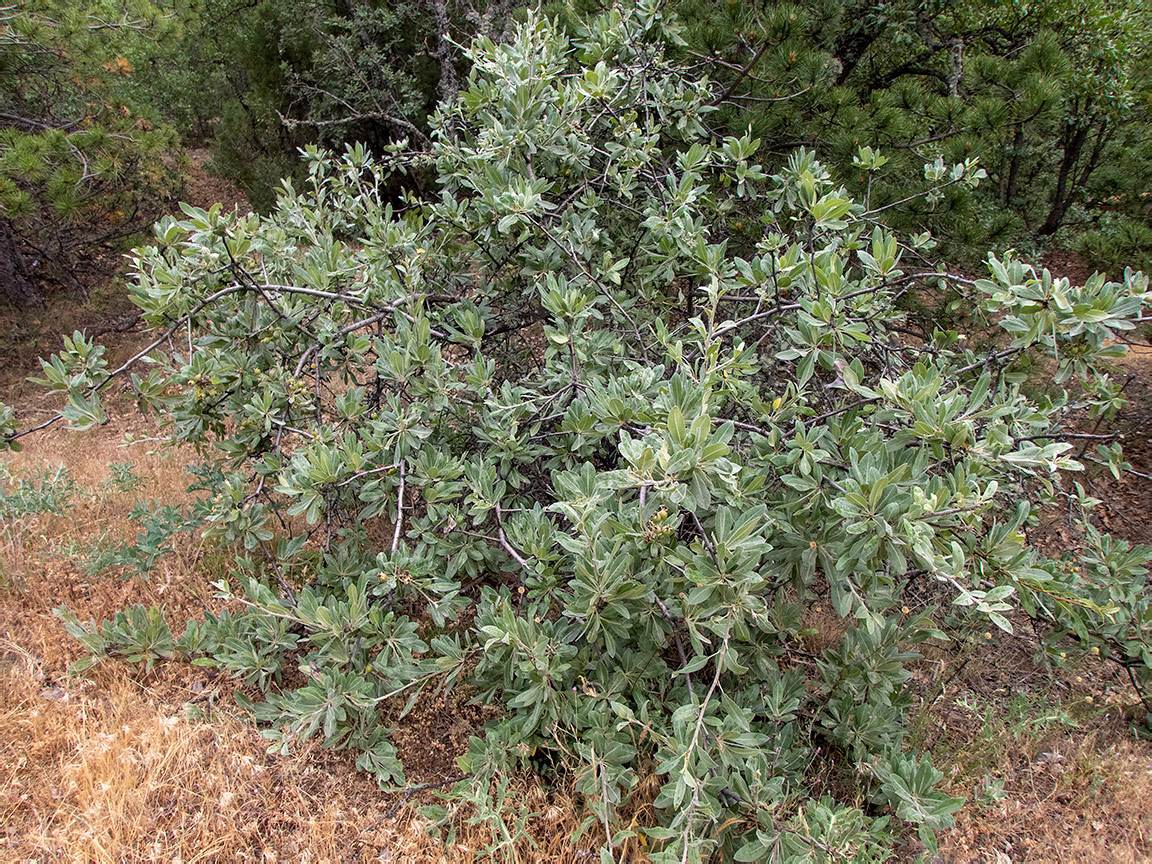 Image of Pyrus elaeagrifolia specimen.