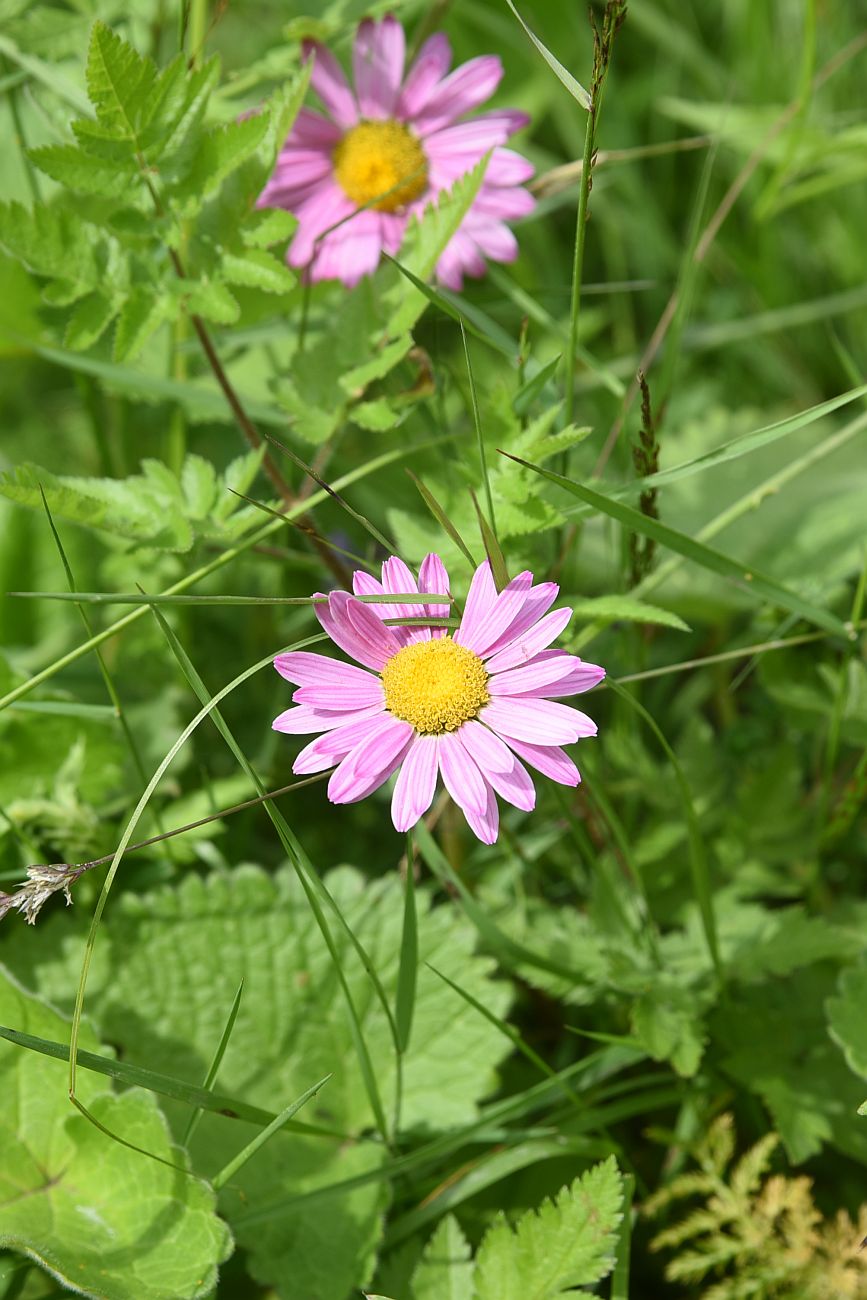 Image of Pyrethrum coccineum specimen.