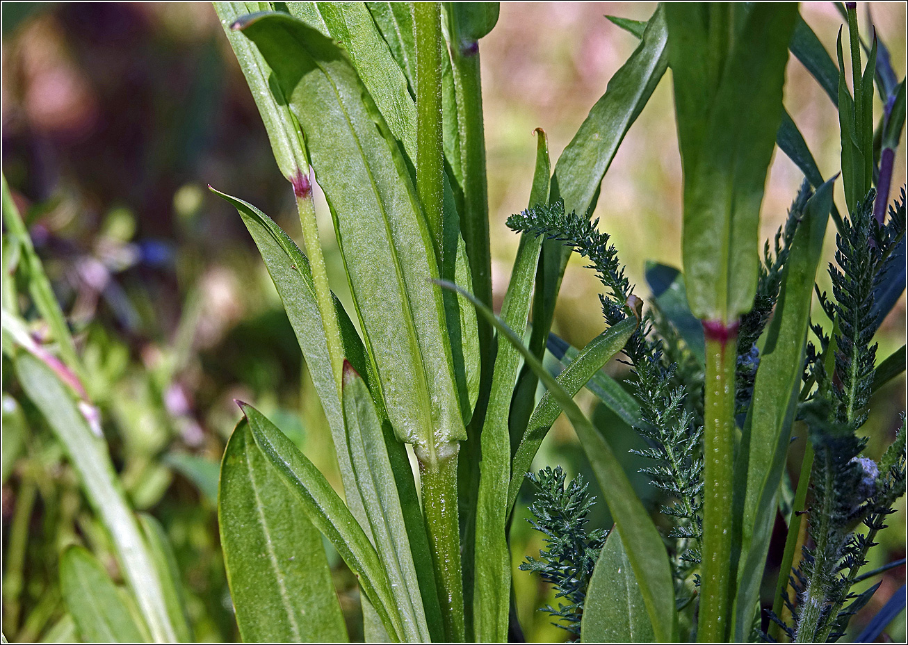 Изображение особи Viscaria vulgaris.