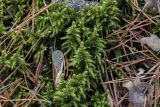 Pleurozium schreberi
