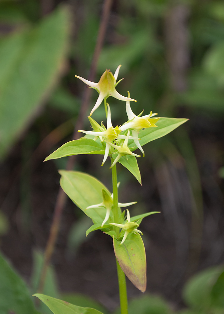 Image of Halenia corniculata specimen.