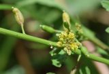 Rorippa palustris