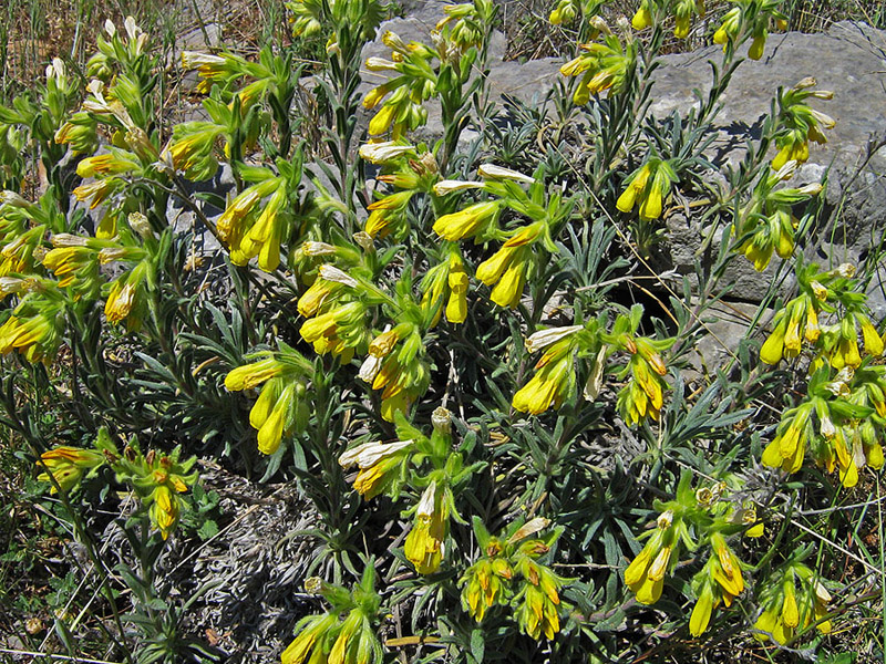 Image of Onosma taurica specimen.