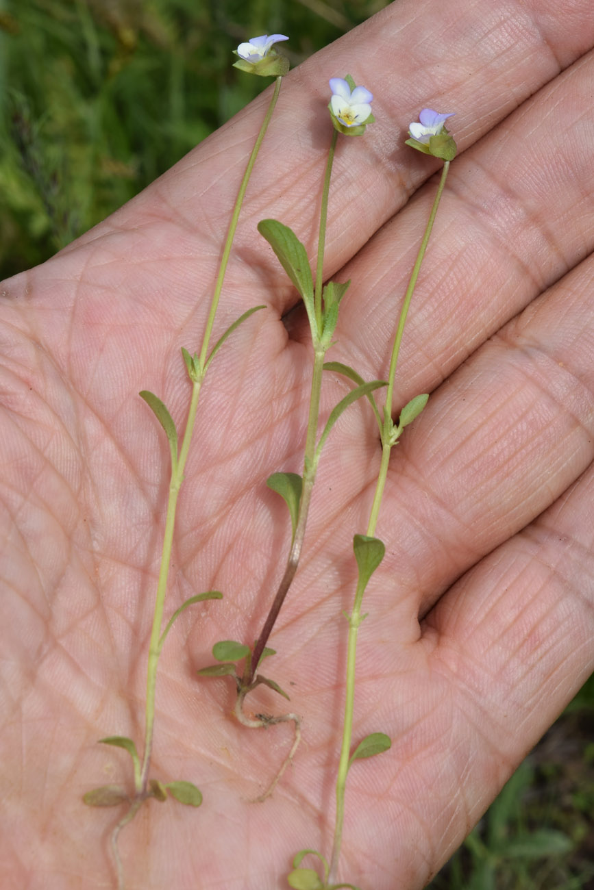 Изображение особи Viola occulta.