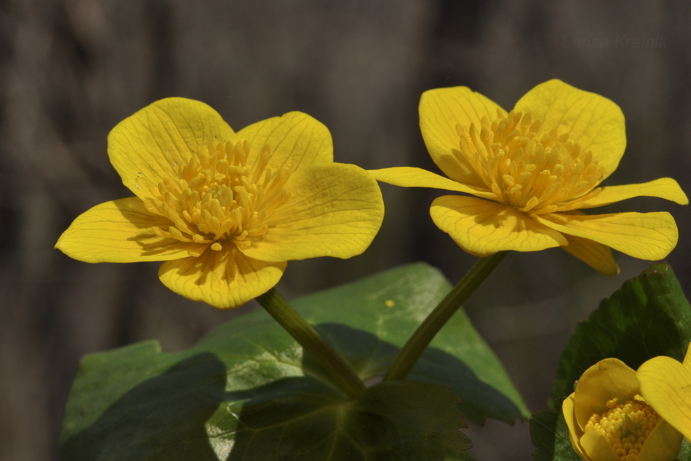 Image of Caltha silvestris specimen.