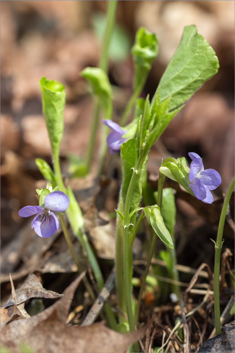 Image of Viola mirabilis specimen.