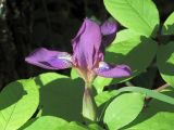 Iris aphylla
